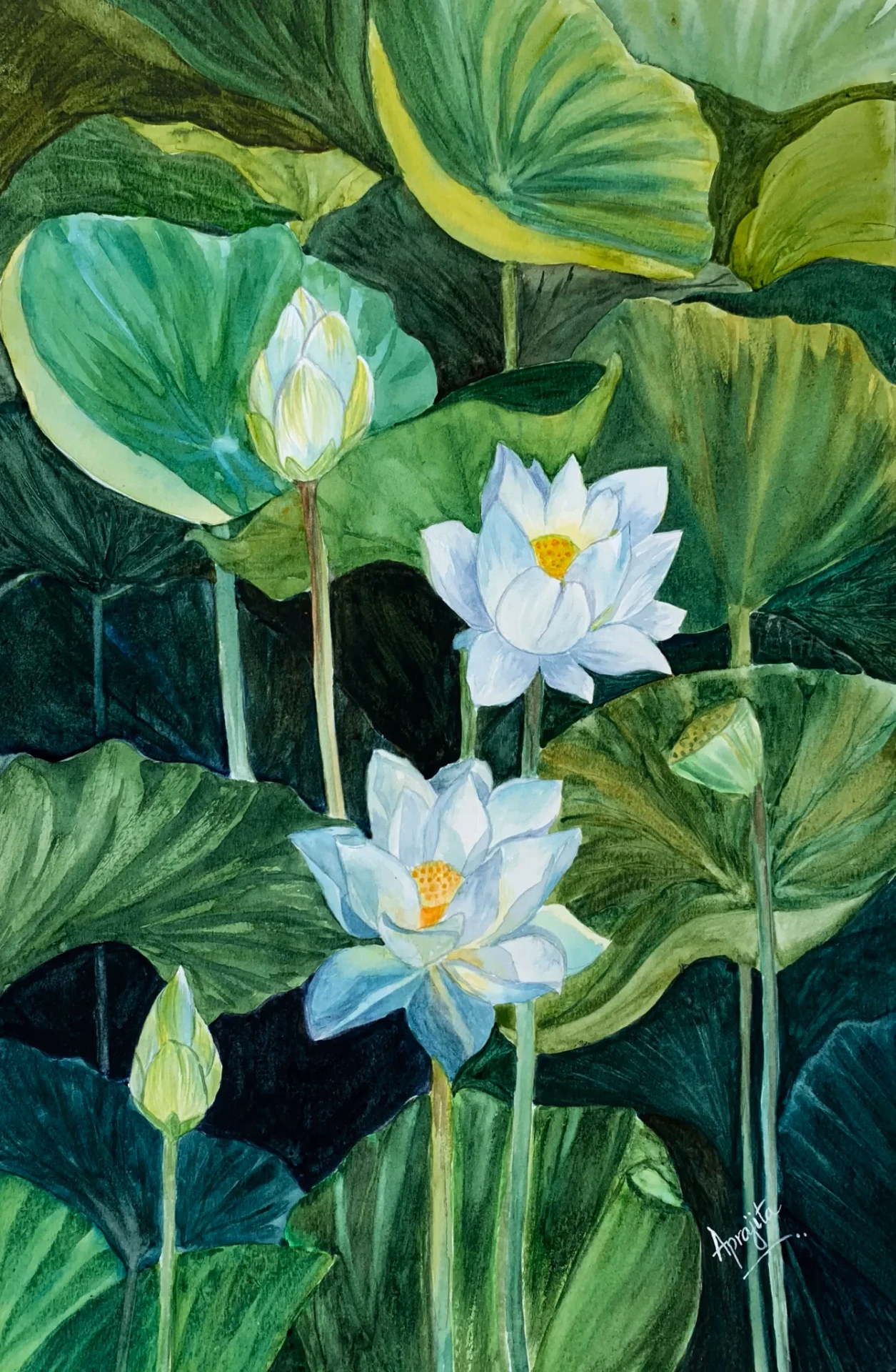 White Water Lilies